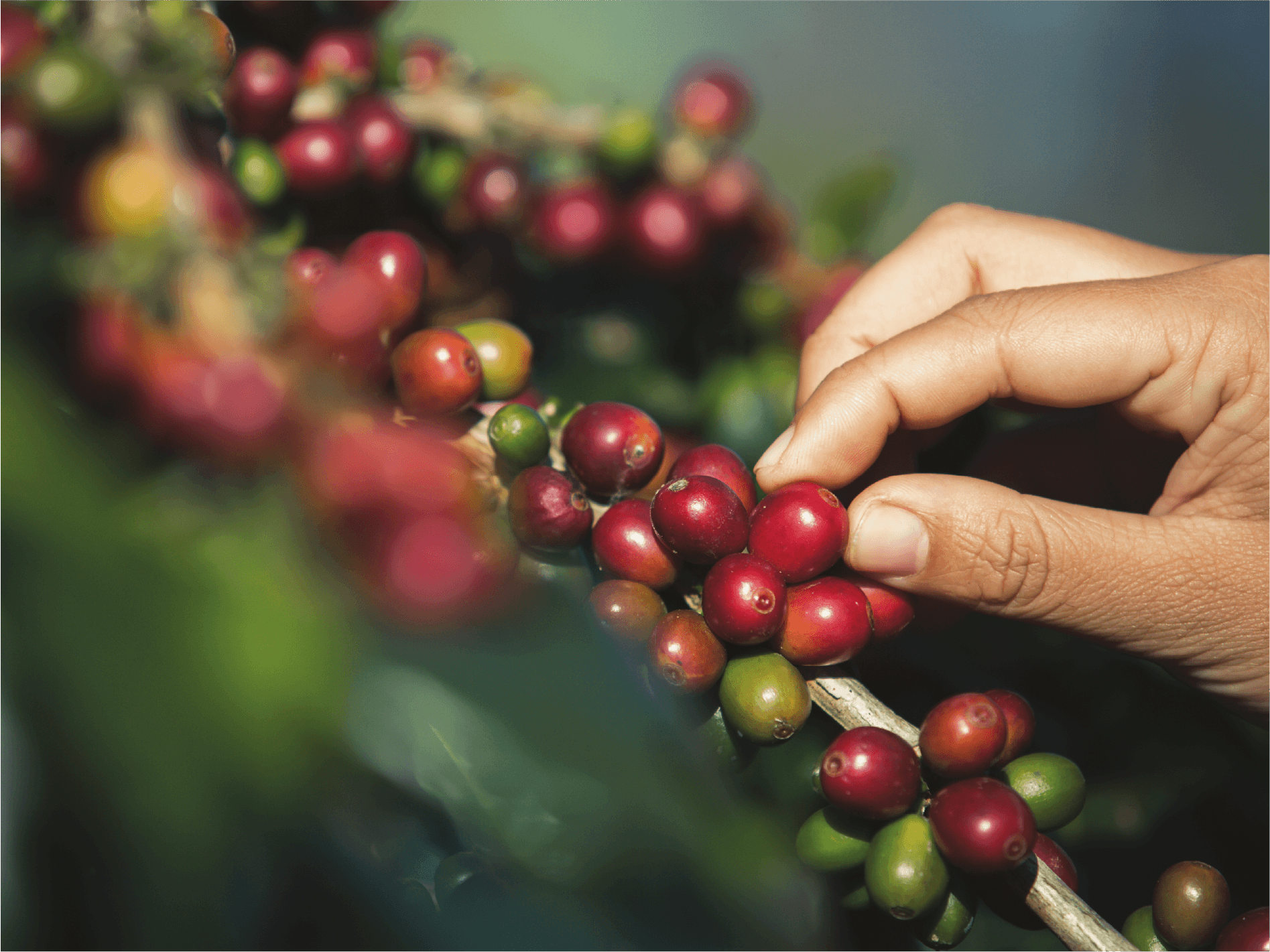 Yöresel & Tek Menşeli
Kahveler